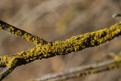 Candelariaceae
