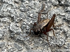 Eunemobius carolinus