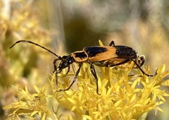 Chauliognathus basalis