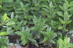 Acanthus ilicifolius