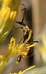 Chauliognathus basalis