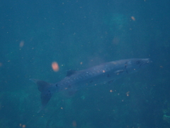 Sphyraena barracuda