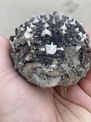 Chilomycterus schoepfii