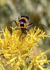 Chauliognathus basalis