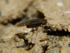 Scatella