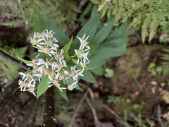 Doellingeria umbellata