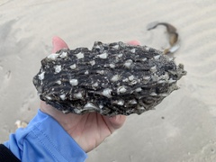 Chilomycterus schoepfii