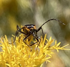 Chauliognathus basalis