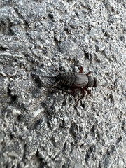 Allonemobius fasciatus