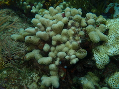 Porites porites