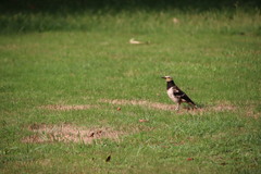 Gracupica nigricollis