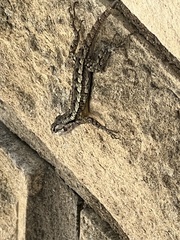 Sceloporus olivaceus