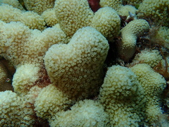 Porites porites