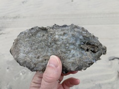 Chilomycterus schoepfii