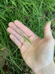 Muhlenbergia schreberi
