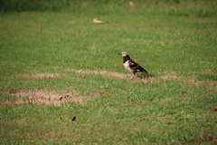 Gracupica nigricollis