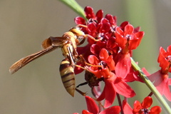 Polistes major