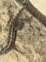 Sceloporus olivaceus