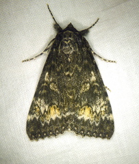 Catocala briseis