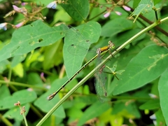 Lestes temporalis