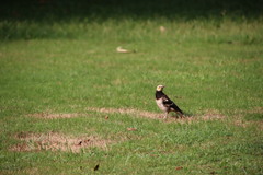 Gracupica nigricollis