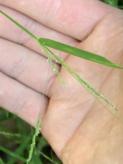 Muhlenbergia schreberi