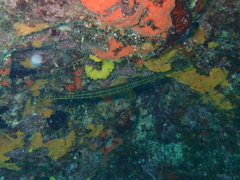 Aulostomus maculatus