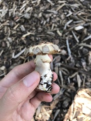 Chlorophyllum brunneum