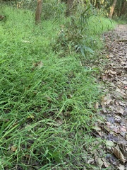 Muhlenbergia schreberi