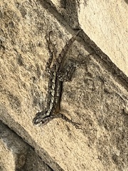 Sceloporus olivaceus