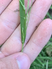 Muhlenbergia schreberi
