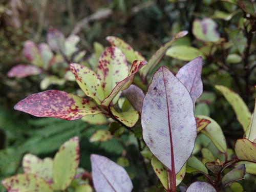 Horopita (Pseudowintera colorata)