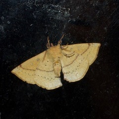 Anthela acuta
