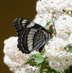 Limenitis weidemeyerii