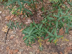 Solidago odora