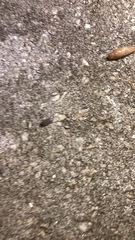 Armadillidium nasatum