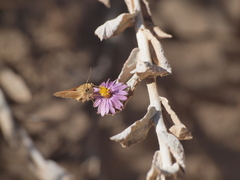 Ochlodes sylvanoides