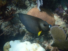 Pomacanthus arcuatus