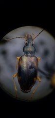 Bembidion corgenoma
