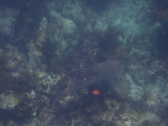 Carcharhinus