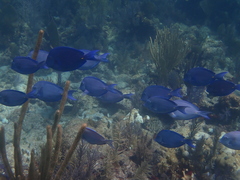 Acanthurus coeruleus