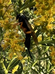 Pimpla pedalis