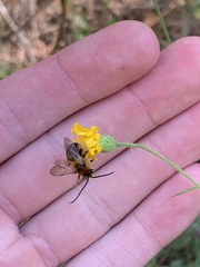 Melissodes dentiventris