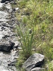 Phragmites karka