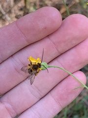 Melissodes dentiventris