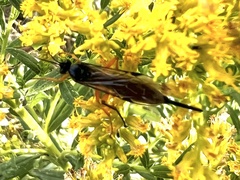Pimpla pedalis
