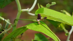 Aristolochia