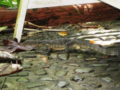 Varanus salvator macromaculatus