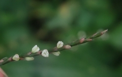 Persicaria posumbu