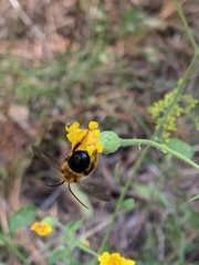 Melissodes dentiventris